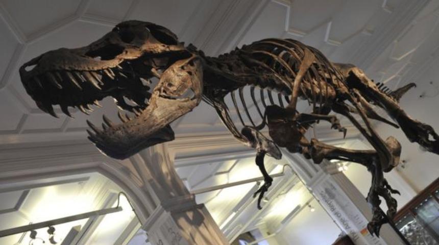 67 milyon yıllık dinozor iskeleti 27,5 milyon dolara satıldı