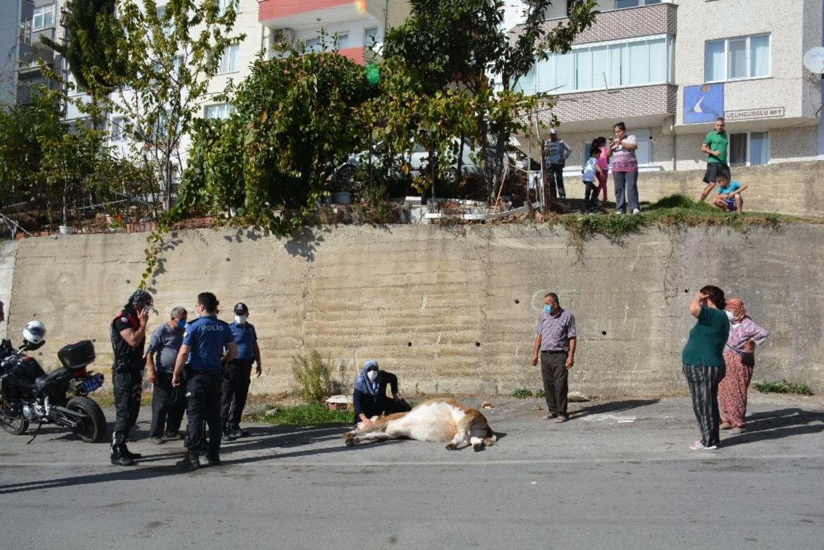 Sinop&rsquo;ta y&uuml;ksekten d&uuml;şen inek saatlerce kurtarılmayı bekledi