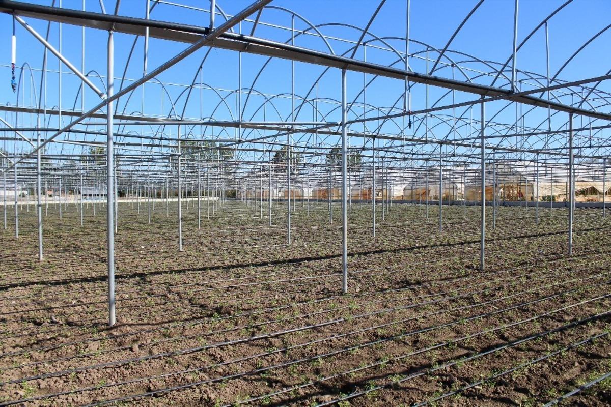 Sağlam: "&Ccedil;arşamba&rsquo;da sera k&ouml;y&uuml; kurulabilir"