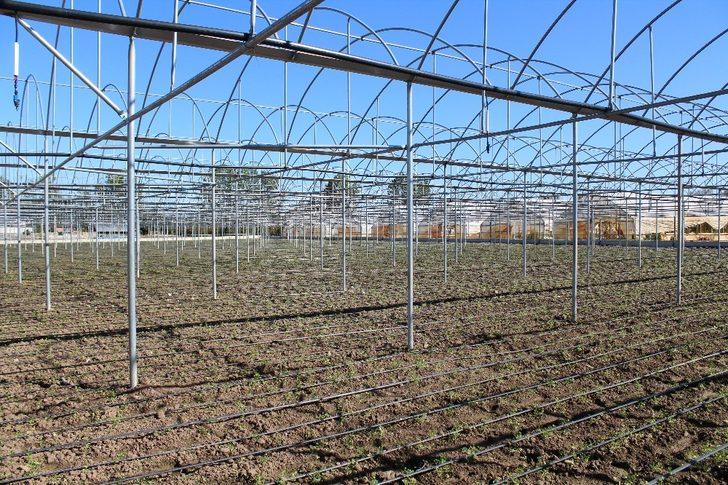 Sağlam: "Çarşamba’da sera köyü kurulabilir" G1