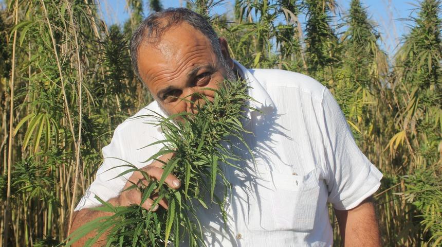 Yerli ve milli kenevirler hasada hazır: Bu kenevirlerden 'esrar' yapılamayacak