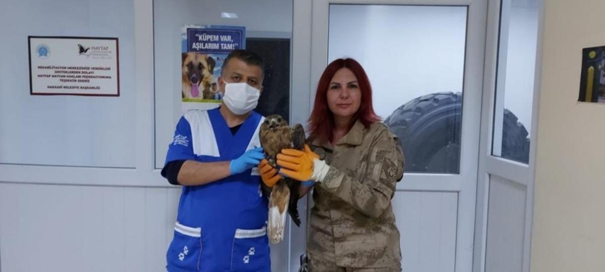 Jandarmanın kurtardığı kartal tedavi altına alındı