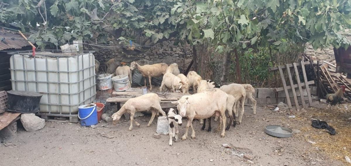 Itfaiye ekipleri hayvanları son anda kurtardı