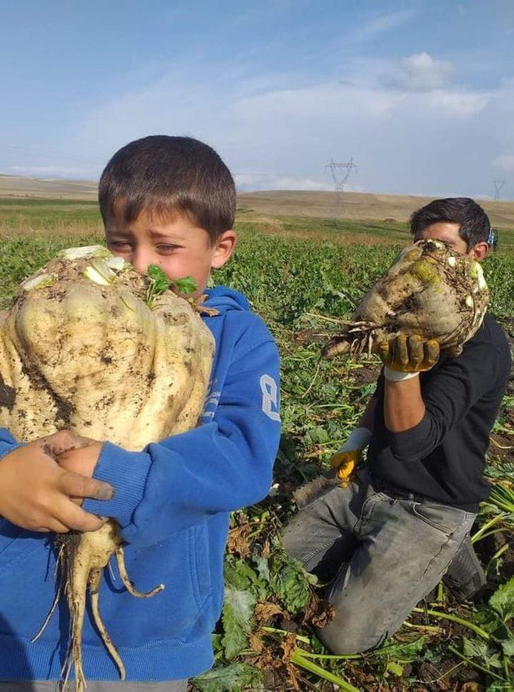 Altıntaş’ta pancar hasadı G2