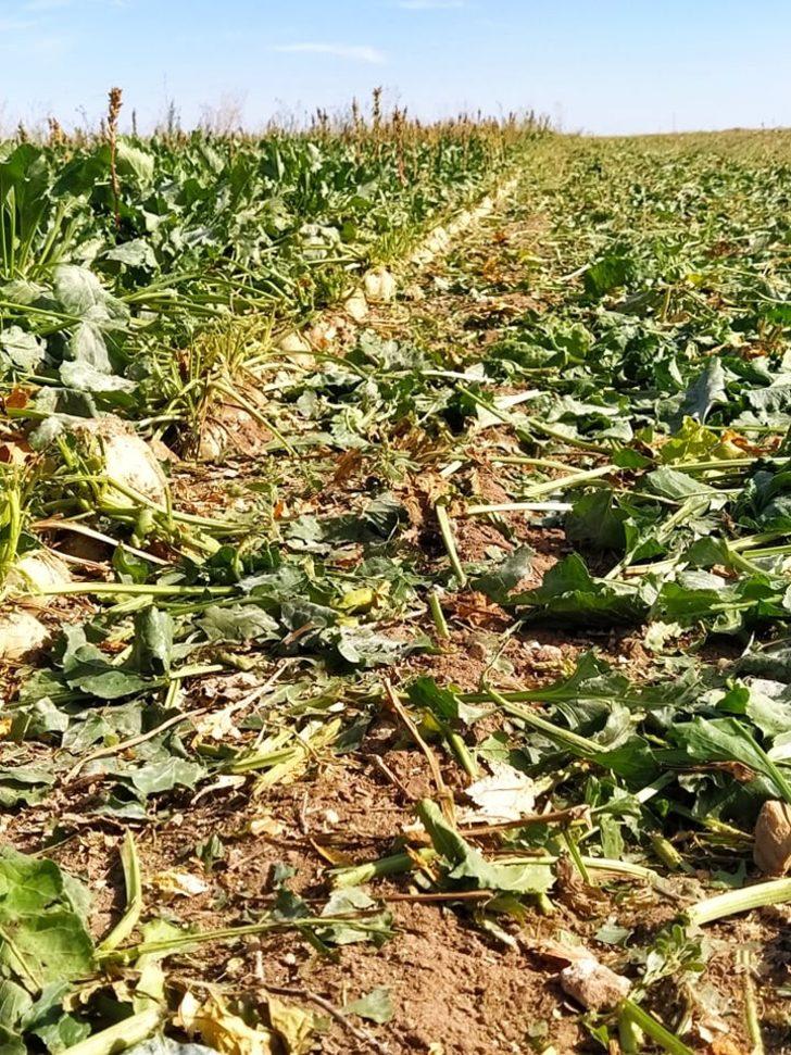 Altıntaş’ta pancar hasadı G4