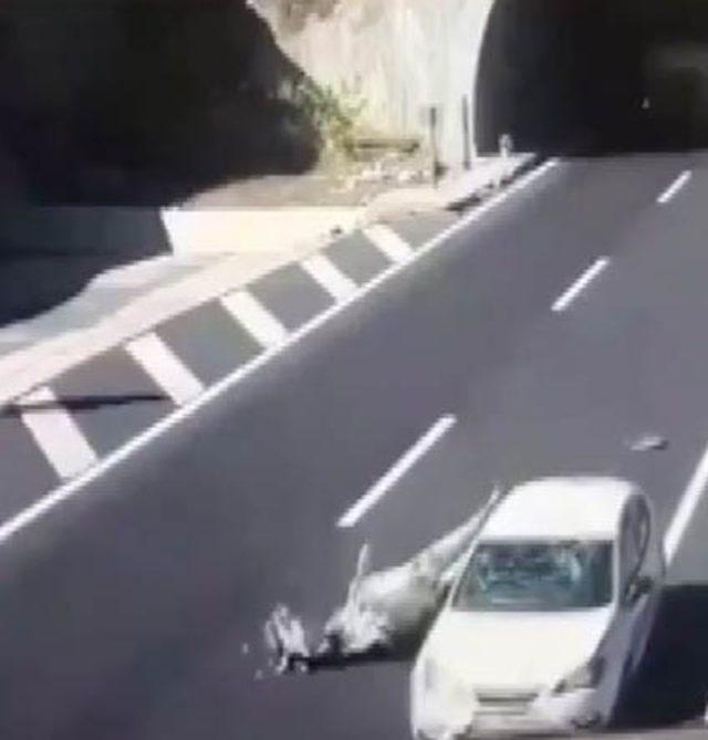 Tünel çıkışında başıboş gezen ineğe otomobil çarptı