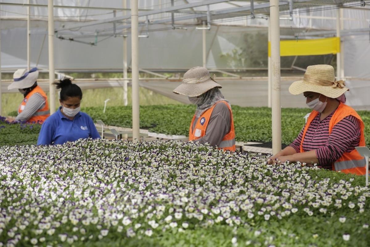 Antalya&rsquo;nın kışlık &ccedil;i&ccedil;ekleri hazır