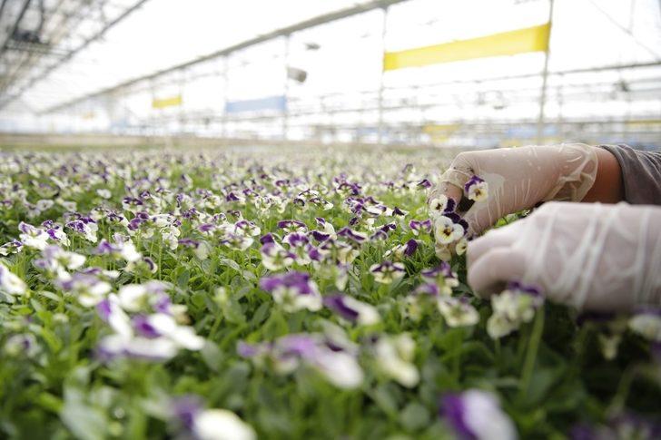 Antalya’nın kışlık çiçekleri hazır G2