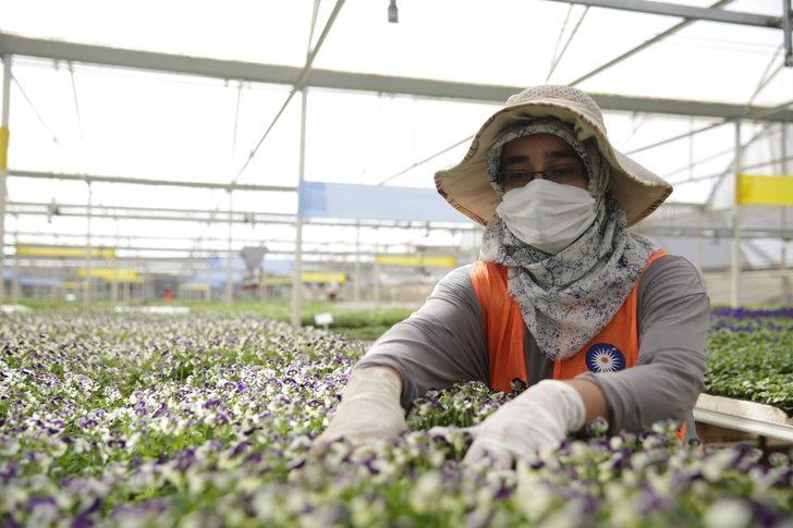 Antalya’nın kışlık çiçekleri hazır G3