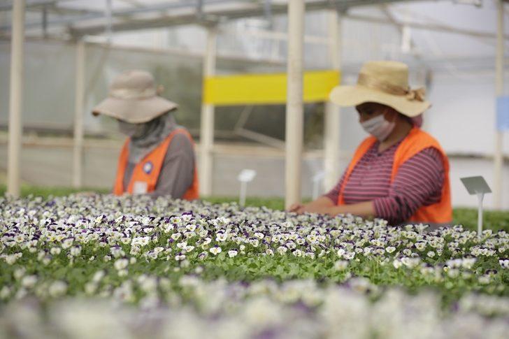 Antalya’nın kışlık çiçekleri hazır G4