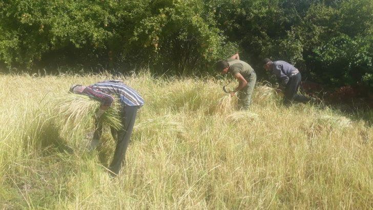 Siirt’te köylüler pirinç hasadına başladı G1