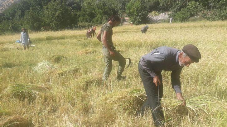 Siirt’te köylüler pirinç hasadına başladı G2