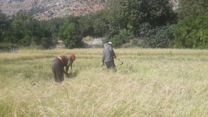 Siirt’te köylüler pirinç hasadına başladı G3