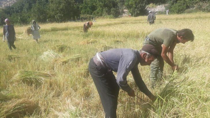 Siirt’te köylüler pirinç hasadına başladı G4