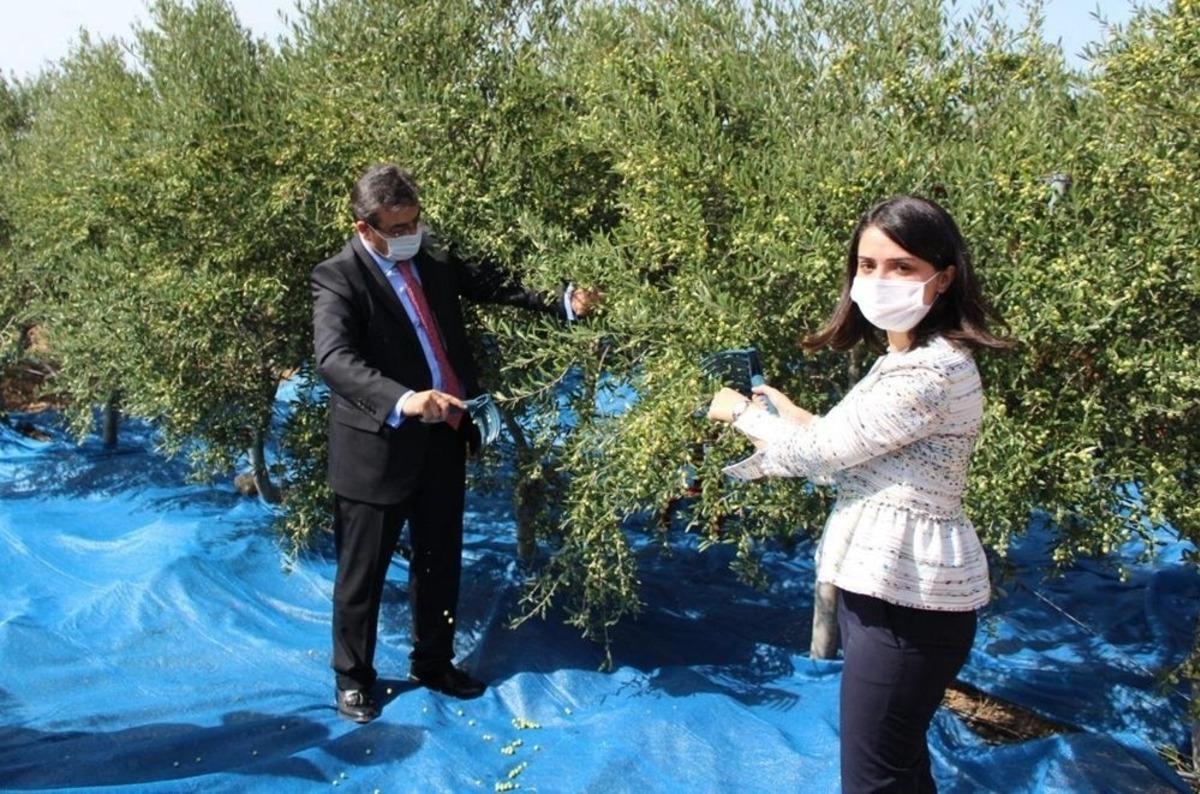 Bozcaada&rsquo;da zeytin hasadı başladı, ilk zeytini il&ccedil;enin kadın kaymakamı topladı
