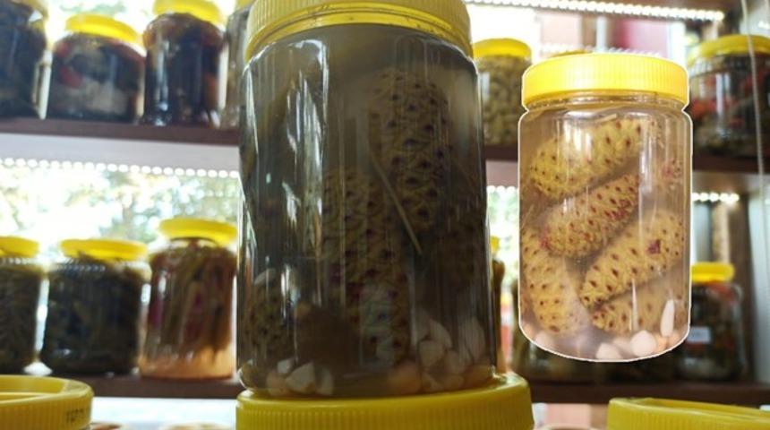 Sadece suyu içilen çam kozalağı turşusu solunum hastalıklarına şifa oluyor 