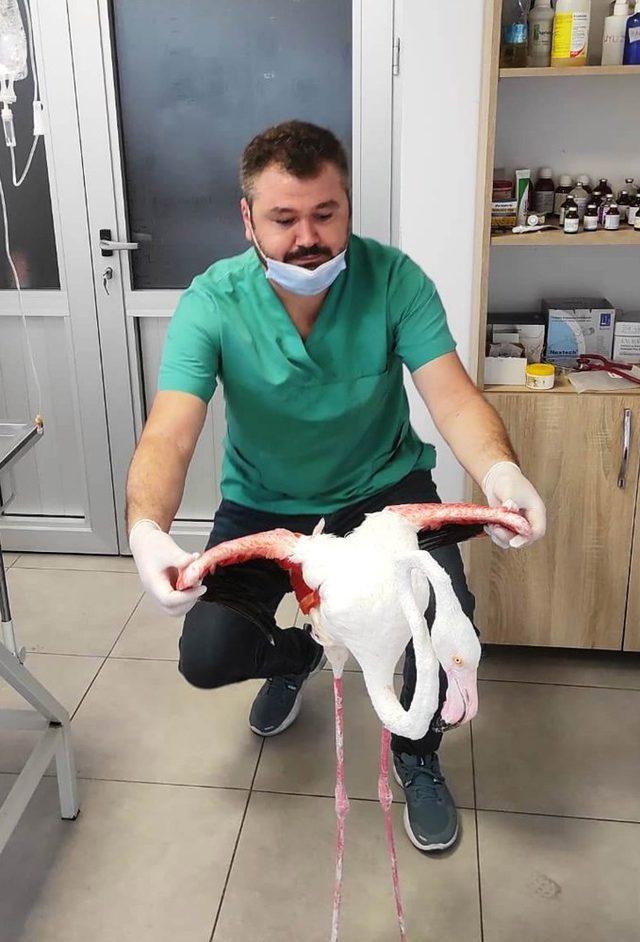 Yaralı flamingoya Büyükşehir şefkati