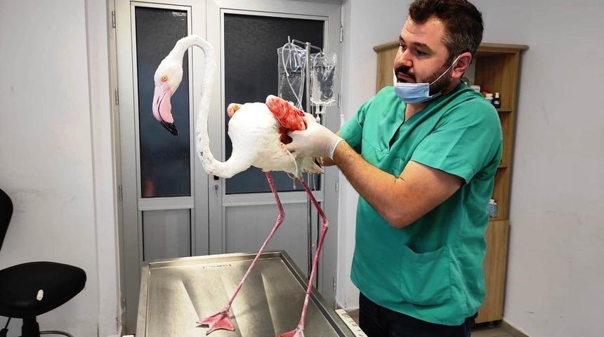 Yaralı flamingoya B&uuml;y&uuml;kşehir şefkati