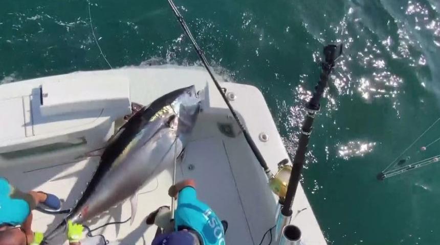 37 kilogram g&uuml;ce dayanacak misinayla 260 kilogramlık balık yakaladı