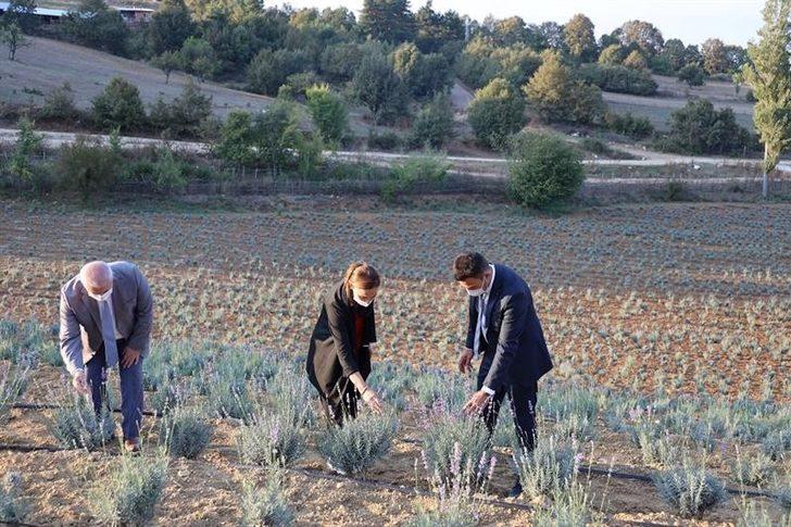 Ahududu ve böğürtlen yetiştiriciliği merkezi olacak G3