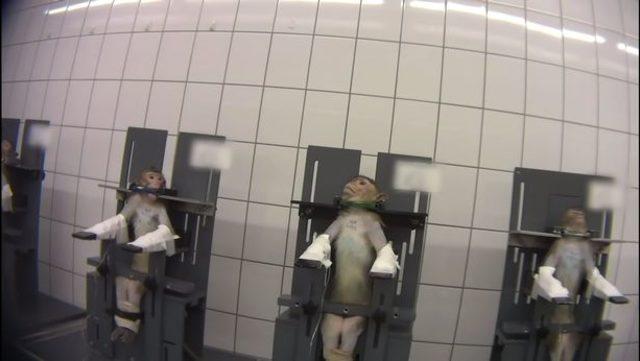 1_SOCIAL-Monkeys-scream-out-in-pain-in-secret-footage-recorded-at-German-lab