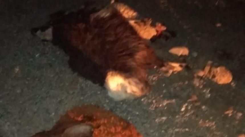 Otomobilin &ccedil;arptığı 13 koyun telef oldu