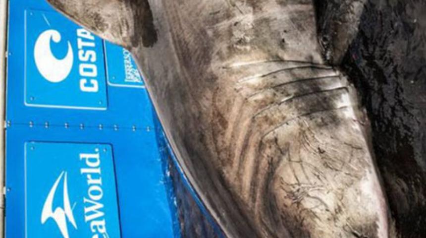 En büyük köpek balığı yakalandı! Bin 500 kilo...