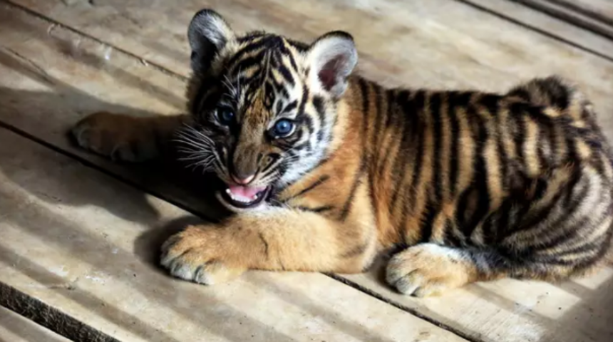 İnternetten satın aldıkları yavru kedi, kaplan yavrusu &ccedil;ıktı