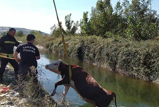 Sulama kanalına düşen inek kurtarıldı