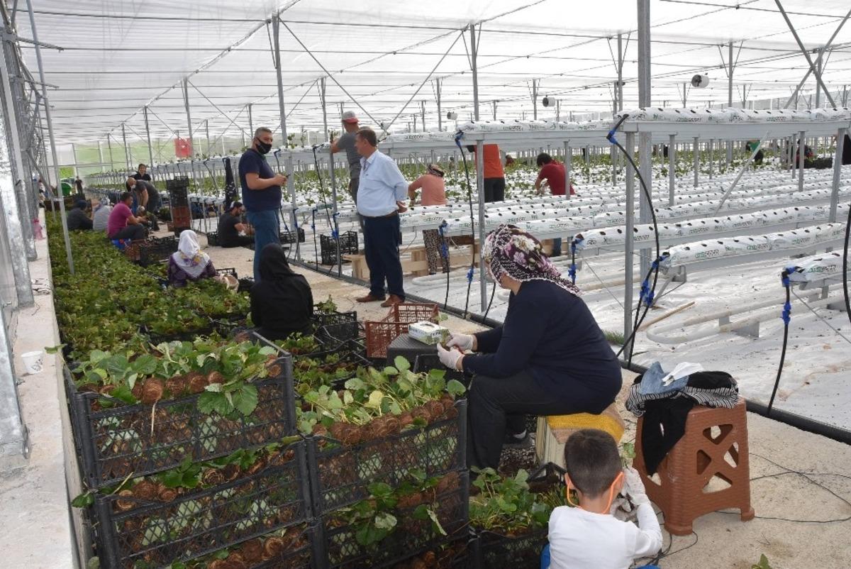 Sinop&rsquo;ta 7 d&ouml;n&uuml;ml&uuml;k &ccedil;ilek serası