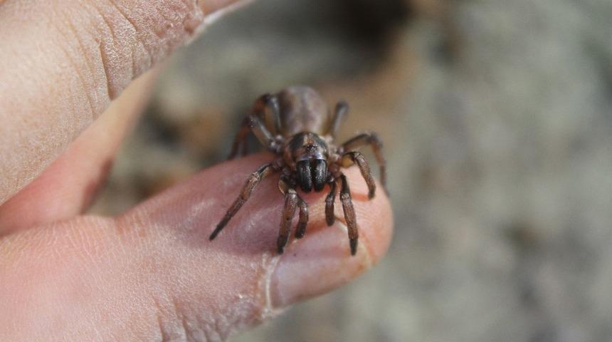 Kıbrıs'a &ouml;zg&uuml; &ouml;r&uuml;mcek t&uuml;r&uuml; keşfedildi