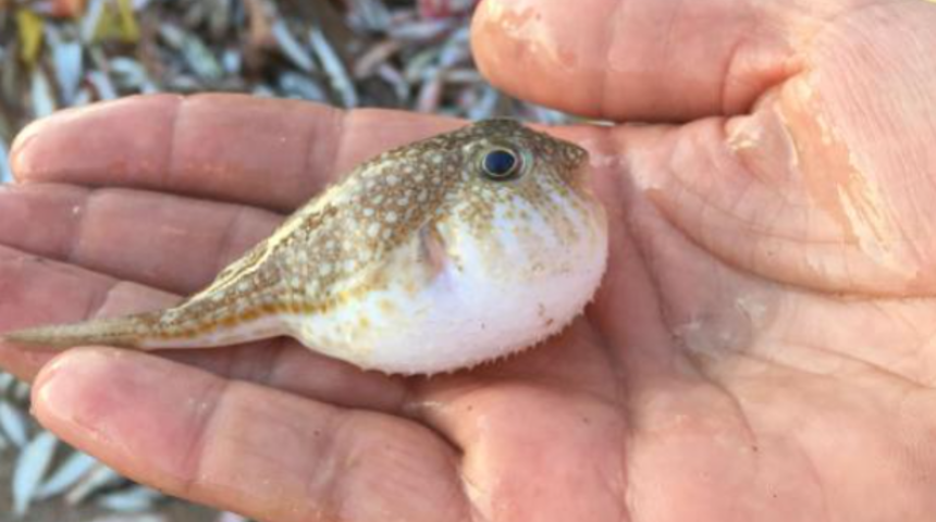 Zehri siyanürden bin 200 kat daha güçlü! Onlar yiyor diye...