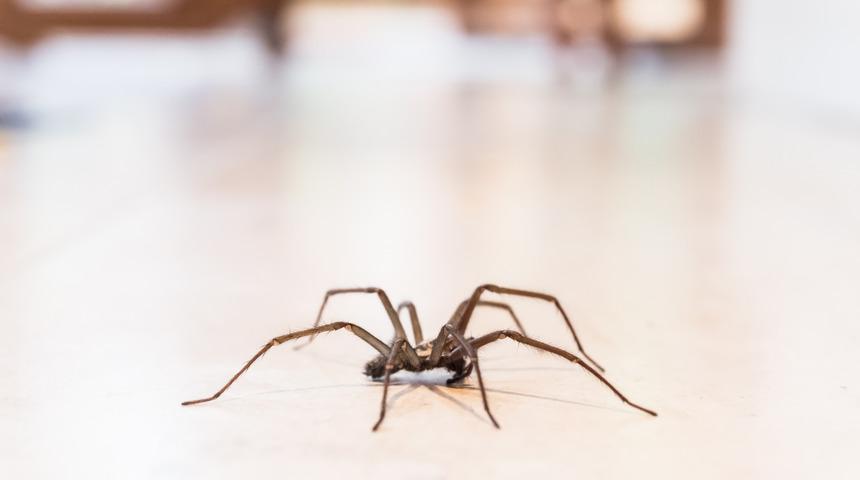 Bunu kesinlikle deneyeceksiniz... Tek p&uuml;sk&uuml;rtmeyle &ouml;r&uuml;mceklerin ka&ccedil;ışını izleyeceksiniz 