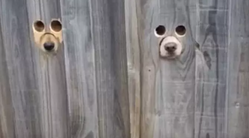 Köpekleri onu görebilsin diye yaptı milyonlarca kişi izledi