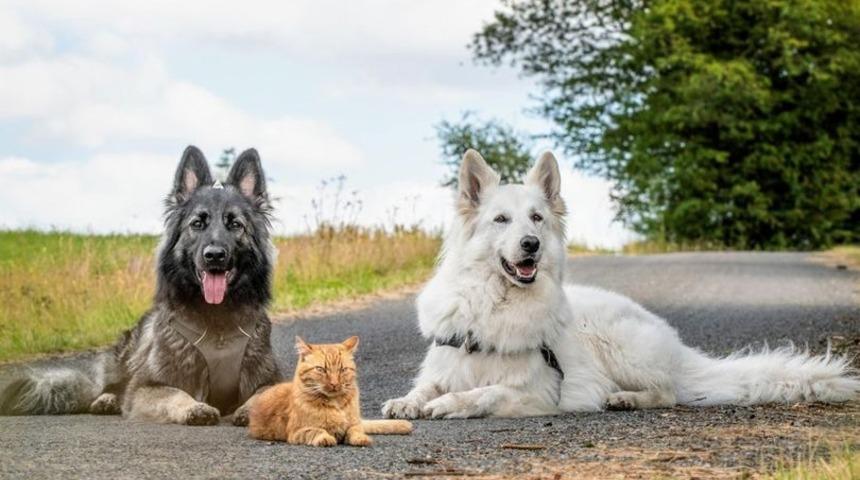 İki k&ouml;pek tarafından sahiplenilen, kendini k&ouml;pek zanneden kedi sosyal medyanın dilinde 