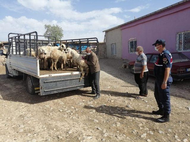 Küçükbaş hayvanları alıp kaçan şahıslar yakalandı