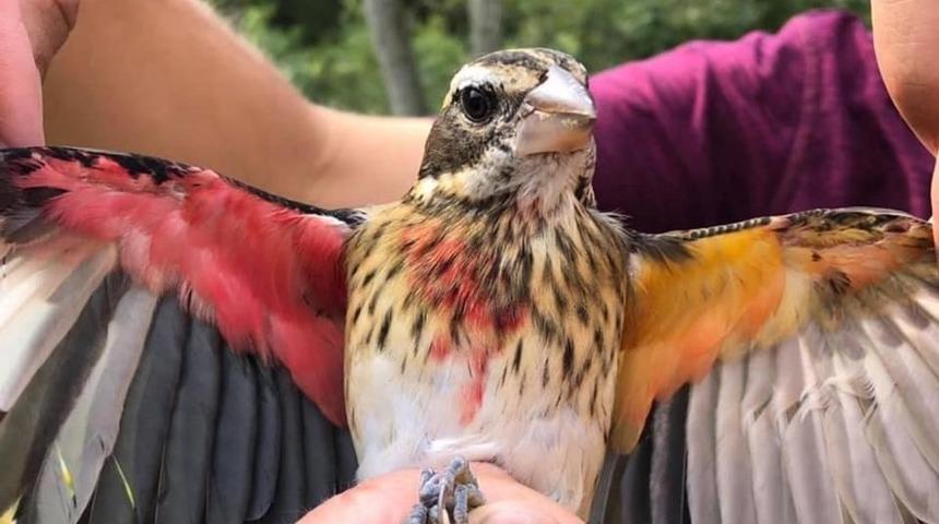 Yarısı erkek yarısı dişi kuş keşfedildi