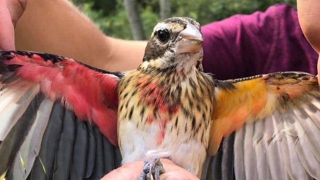 Yarısı erkek yarısı dişi kuş keşfedildi