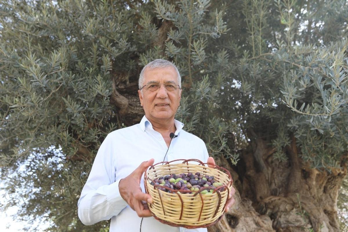 Bin 203 yaşındaki anıt ağacın zeytinleri eğitime katkı sunacak