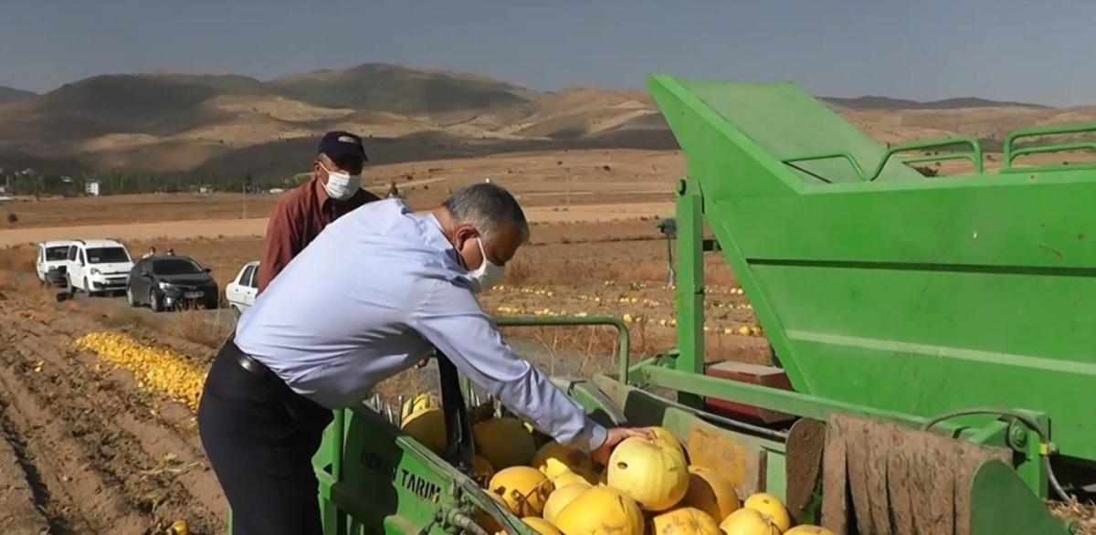 Develi&rsquo;de kabak hasadı başladı
