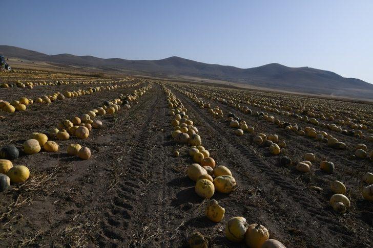 Tomarza’nın altını ’Kabak Çekirdeği’nin hasadına başlandı G3