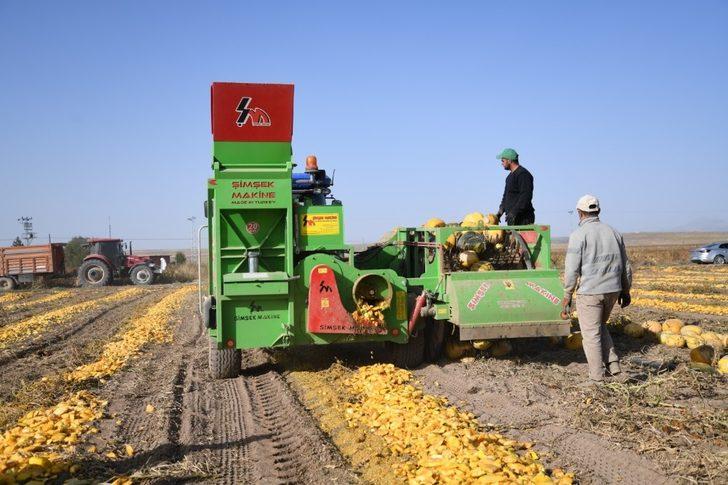 Tomarza’nın altını ’Kabak Çekirdeği’nin hasadına başlandı G4