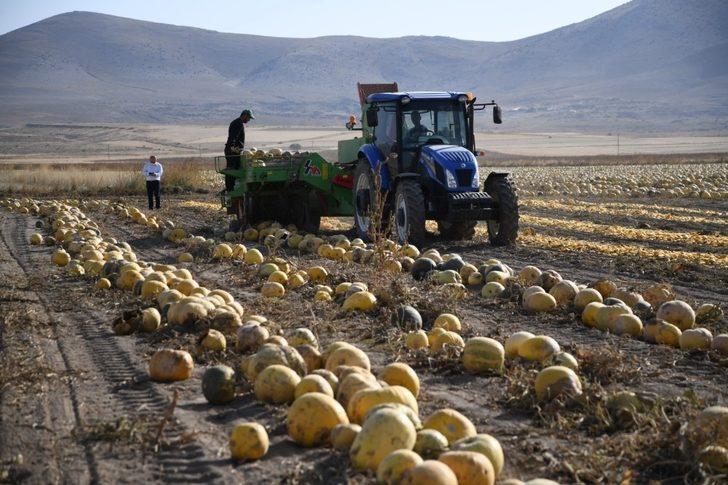 Tomarza’nın altını ’Kabak Çekirdeği’nin hasadına başlandı G5