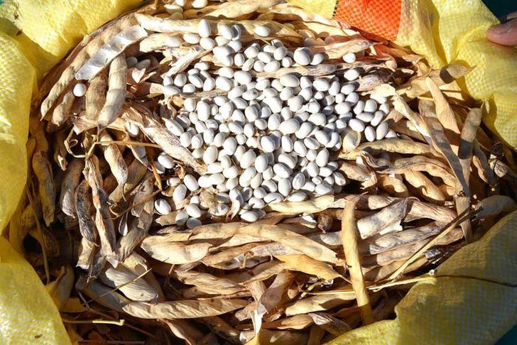 Çameli’nin yerli ceviz ve fasulyesi ilgi görmeye devam ediyor G4