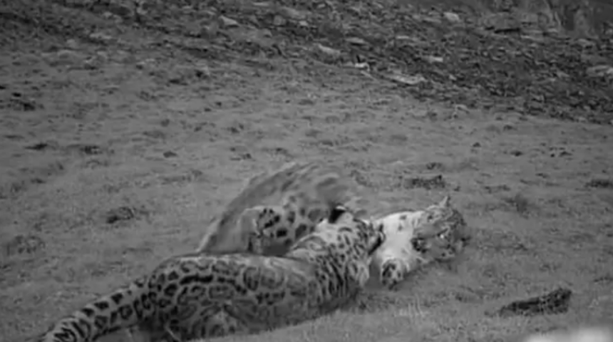 Kar leoparı ve yavrusu! Gizli kamera saniye saniye kaydetti