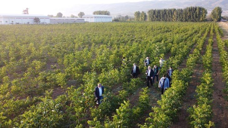 Tokat’ta ceviz üretimine önemli destek G1