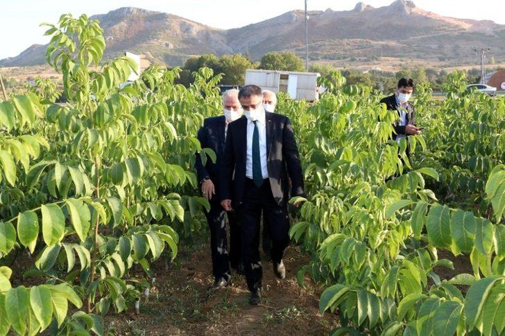 Tokat’ta ceviz üretimine önemli destek G2