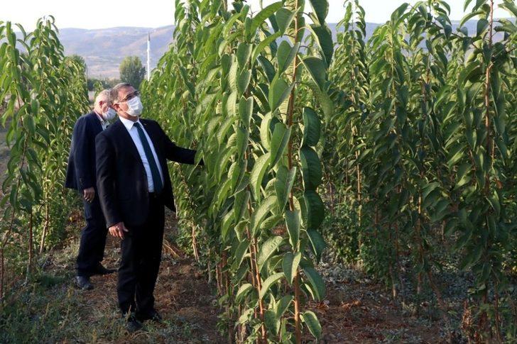 Tokat’ta ceviz üretimine önemli destek G3