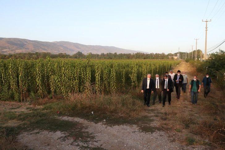 Tokat’ta ceviz üretimine önemli destek G4