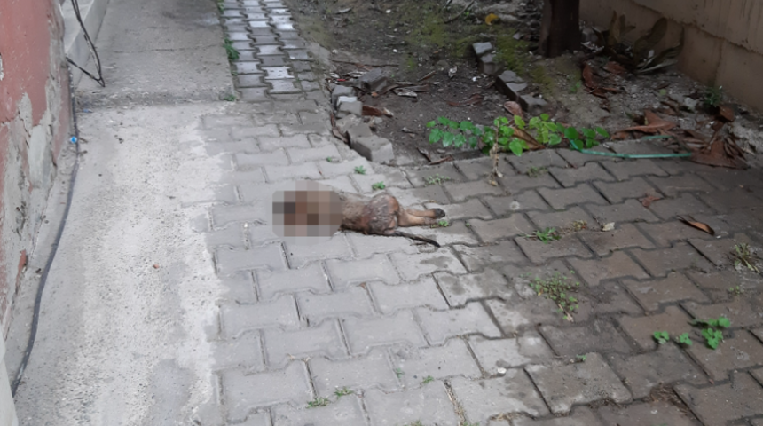 Zonguldak'ta sokak k&ouml;peği başı kopmuş halde bulundu